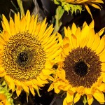 Les tournesols de van Gogh. 